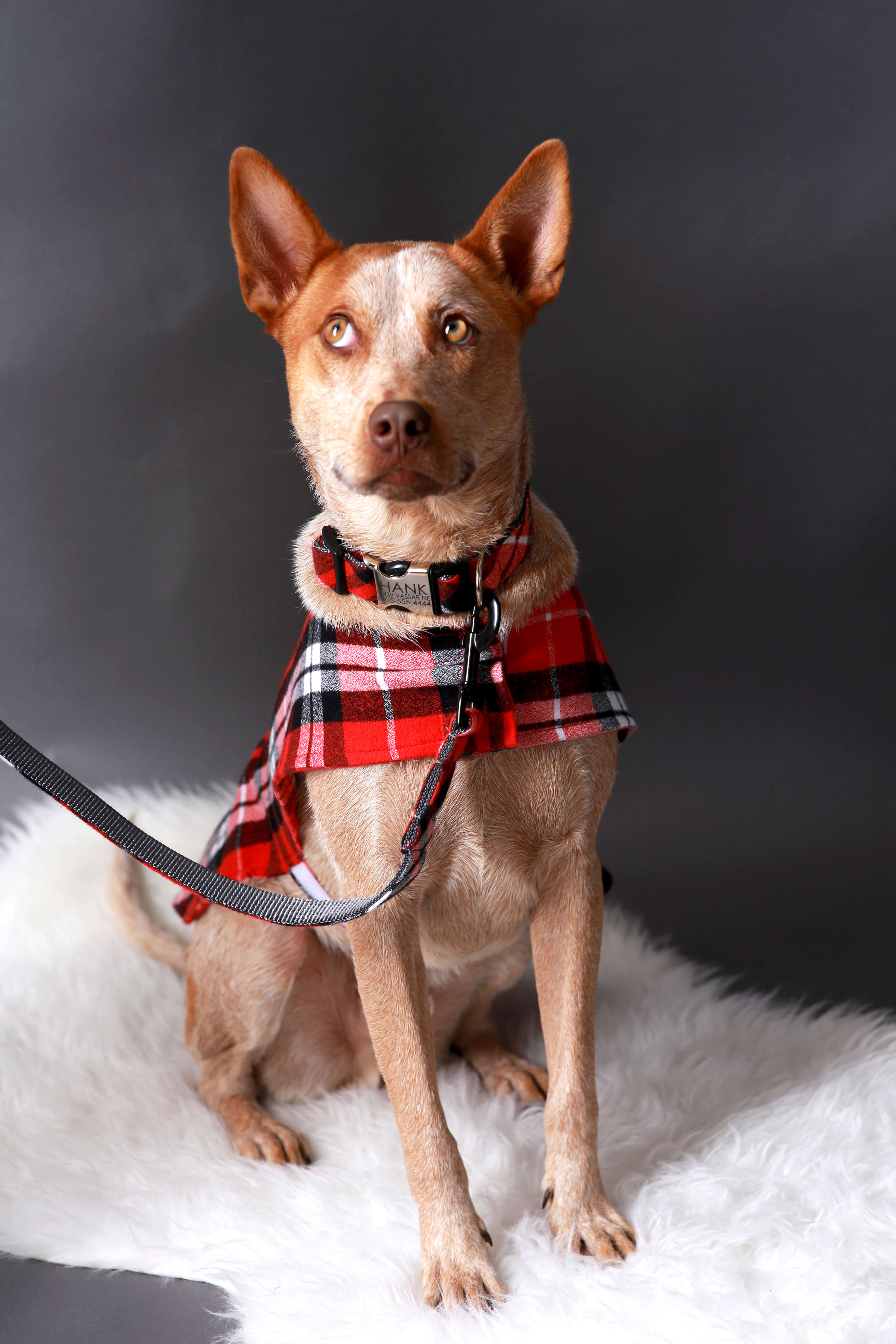 Cattle Dog Fox in Flannel pj's collar and leash set