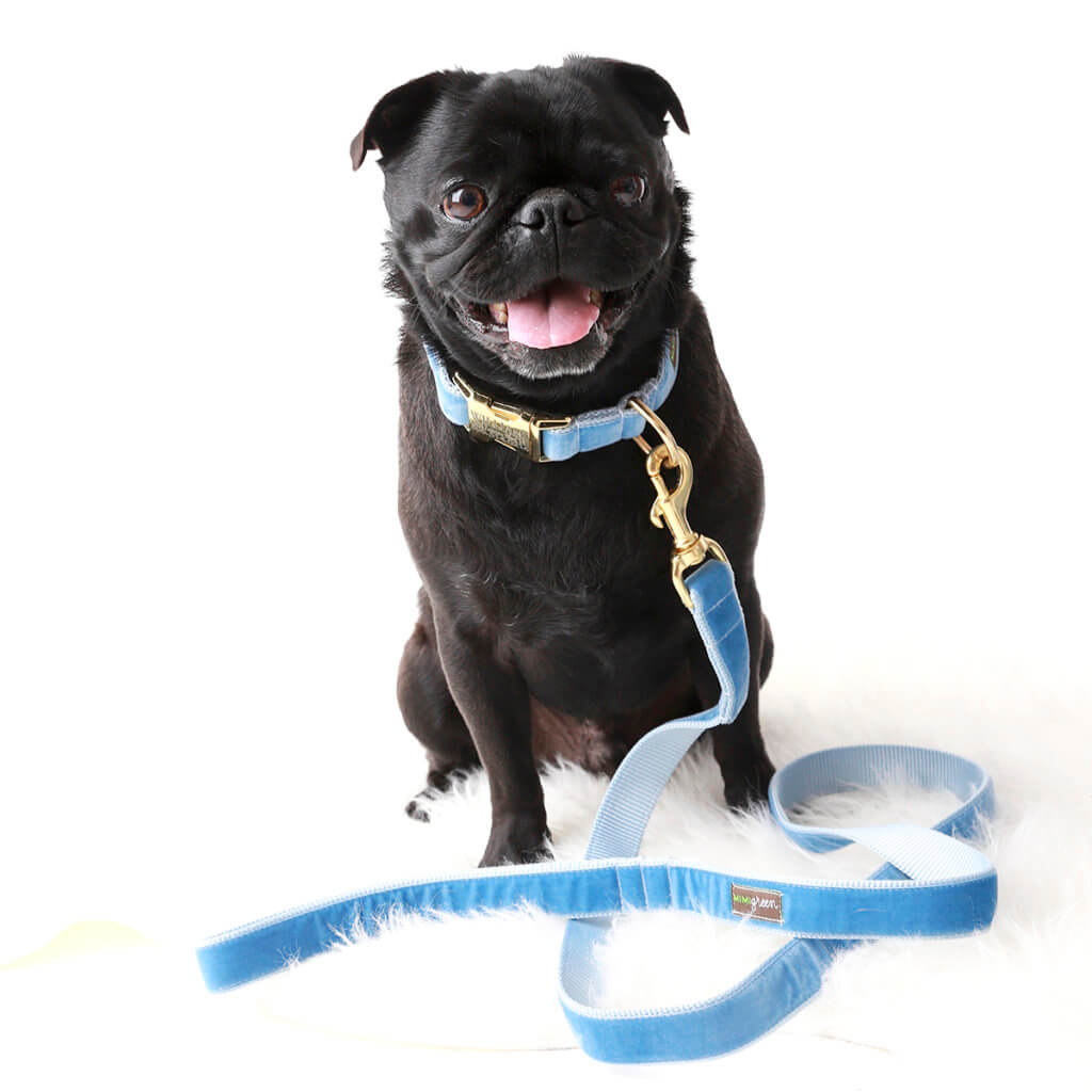 Blue Velvet Dog Collar Pug williams