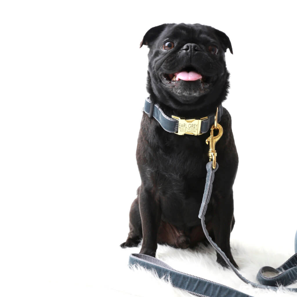 Pug in Grey Velvet Collar earl grey