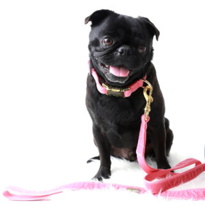 Pug Pink Velvet Collar Primrose