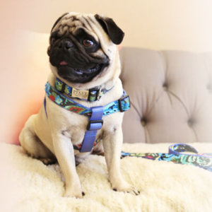 Shop All Mimi Green Designer Dog Harnesses