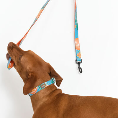 Designer Dog Leashes