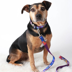 fabric collar collins on pit bull dog