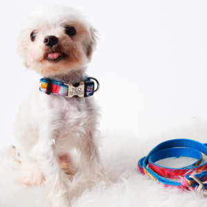 fabric collar collins on maltisse dog