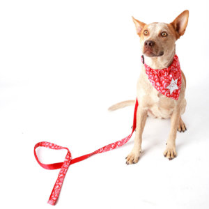 Designer Dog Harnesses Leashes, Designer Dog Harness Leash Set