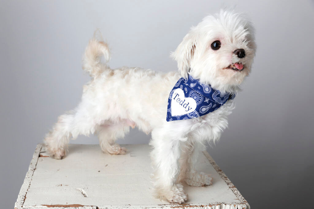 maltese dog collar