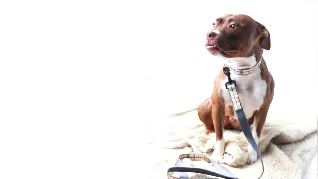 collection banner 2017 pitbull in scottie ribbon collar