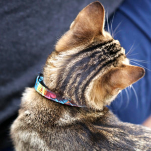 floral cat collar roses
