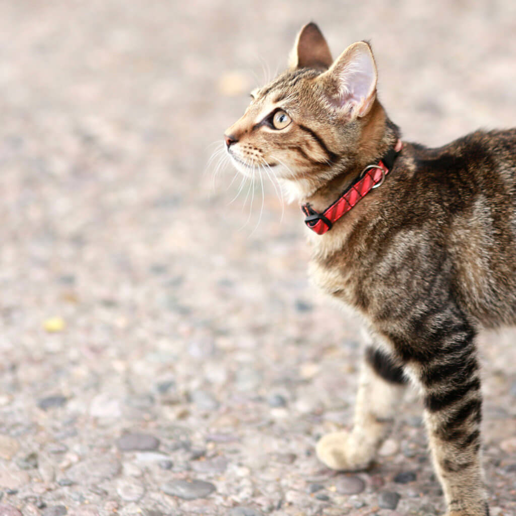 orange cat collar