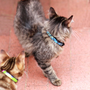blue floral cat collar