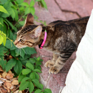 pink cat collar
