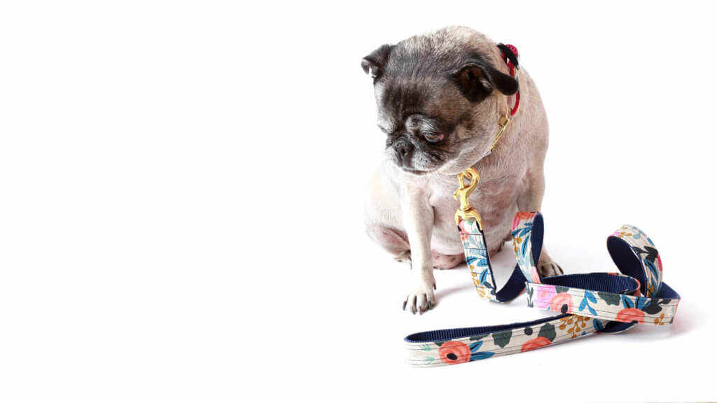 September 2017 Collections Rifle Paper Co Fleur dog collar on pug