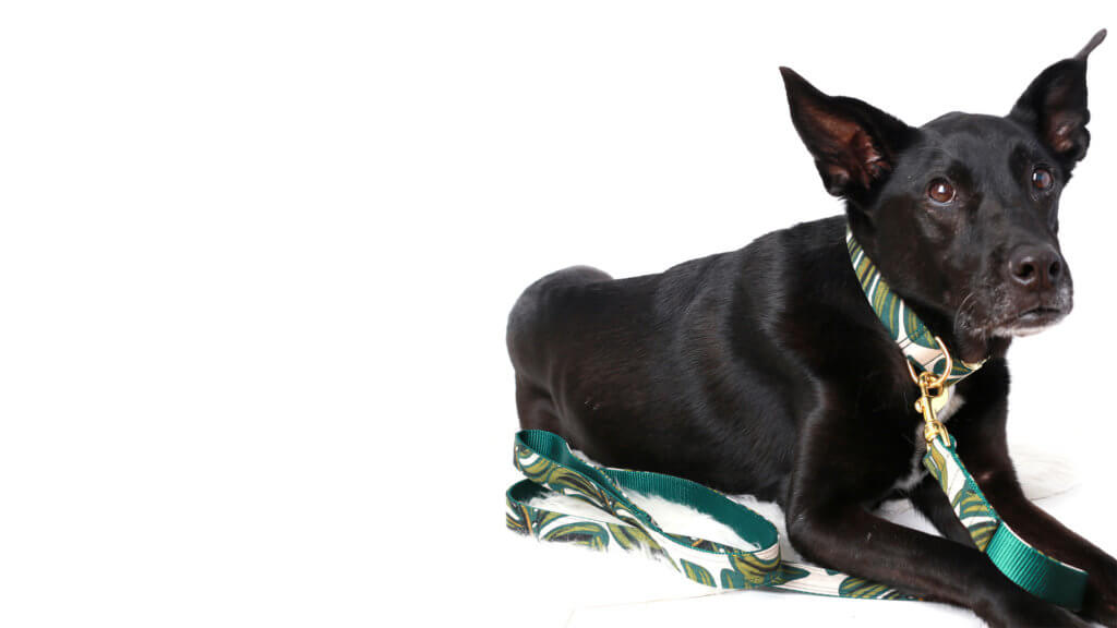 Labrador black in tropic canvas collar and leash set