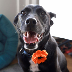 Halloween Dog Collar and Flower