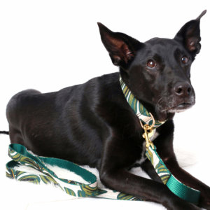 Labrador Etta in our tropical dog collar