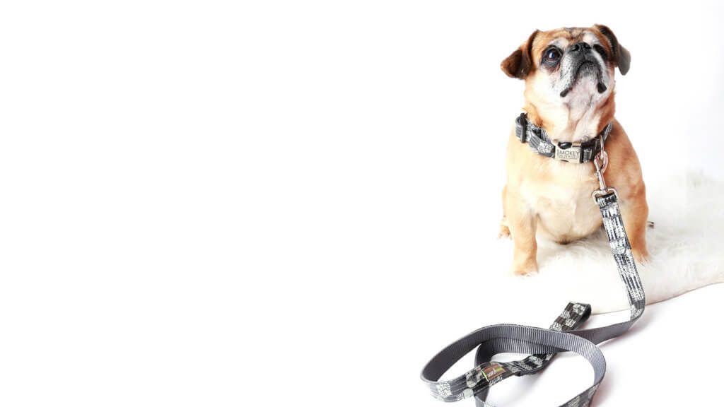 Smokey Dog Collar with pug model