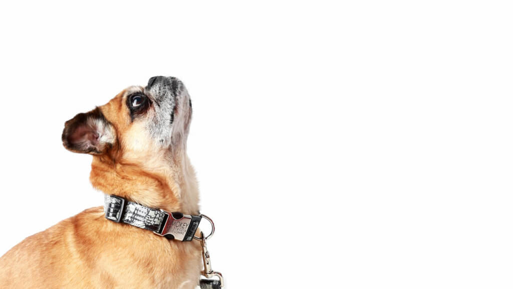 Smokey Dog Collar with pug - for the boys