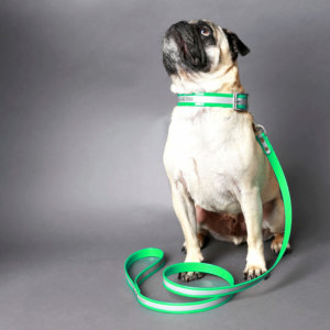 green reflective collar -- pug