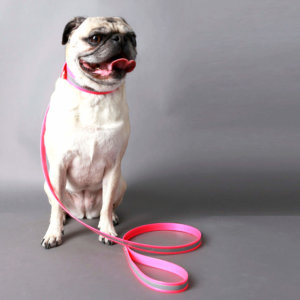 Pink reflective dog collar -- pug