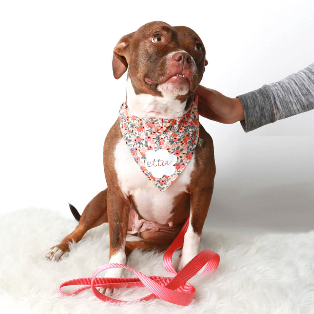 pitbull pink bandana