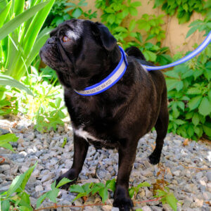 pug blue reflective waterproof collar custom