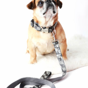 Grey dog collar Pug