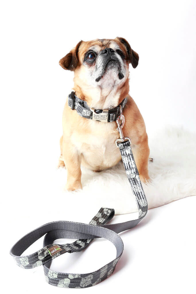 Grey dog collar Pug