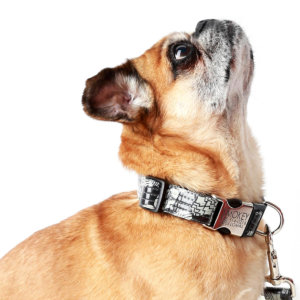 Grey dog collar Pug