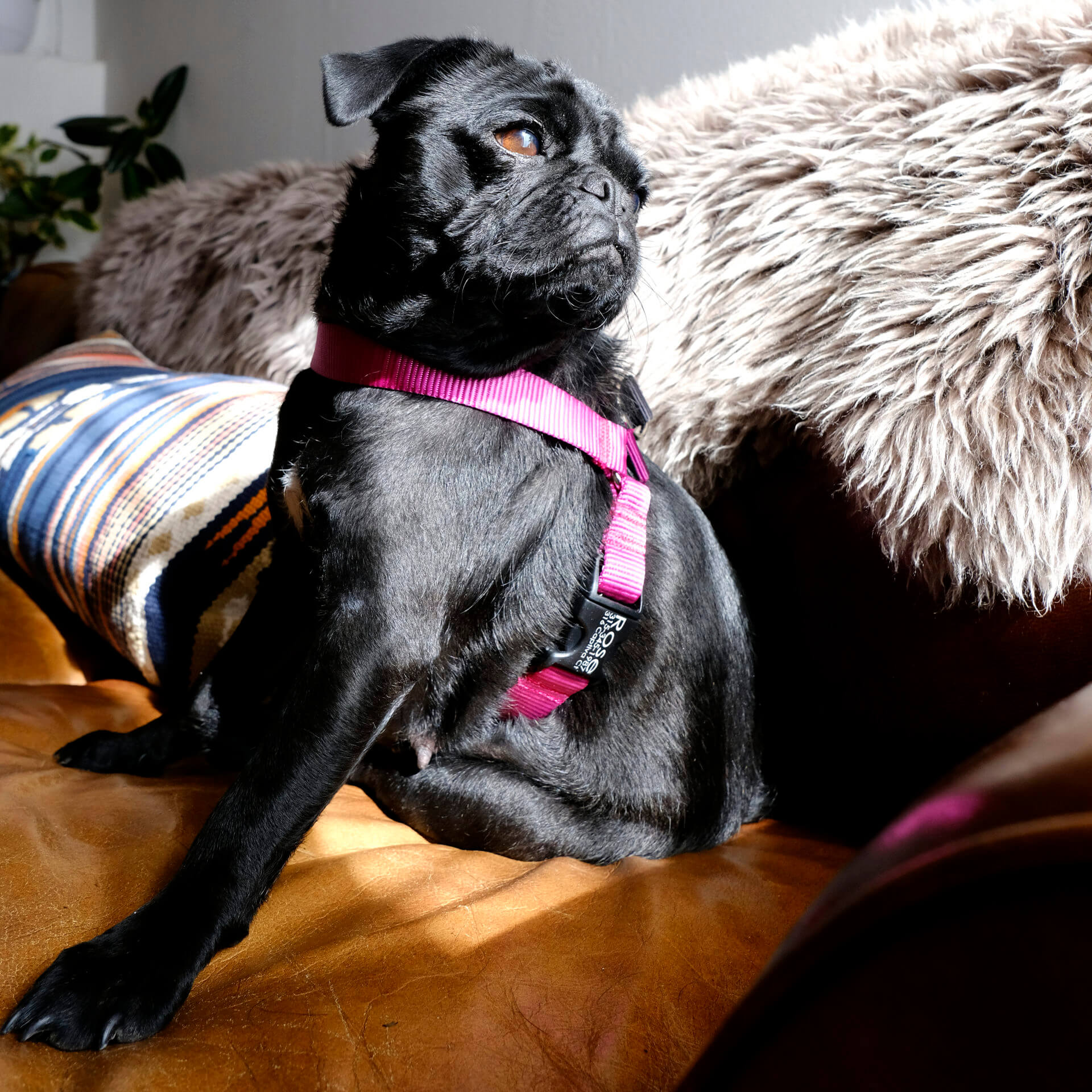 Small/medium pet harness in Green and red Web fabric