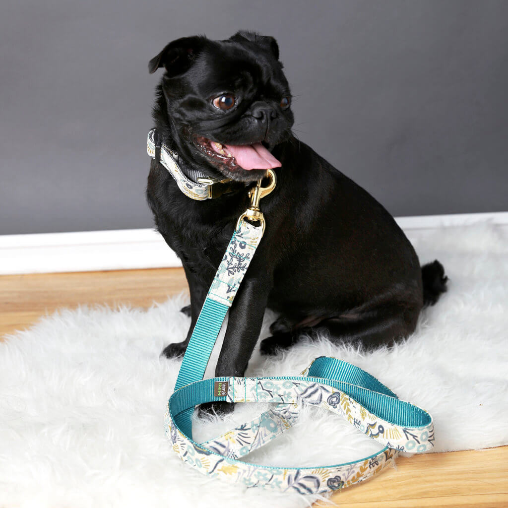 archie Pug goldie dog collar