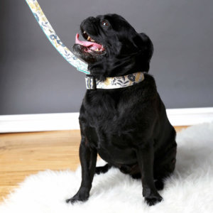 archie Pug goldie dog collar
