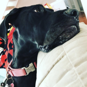 great dane dog collar