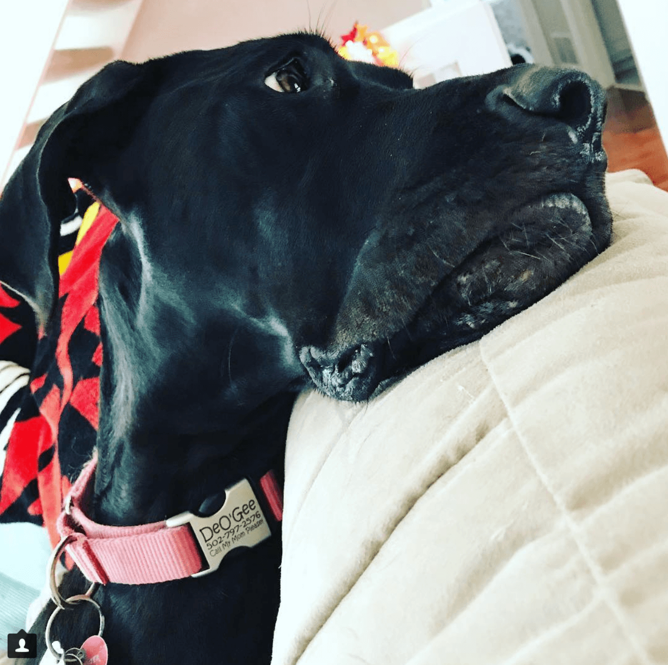 great dane dog collar