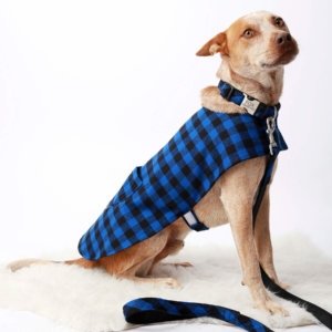 Blue Buffalo plaid dog collar and coat on a red heeler