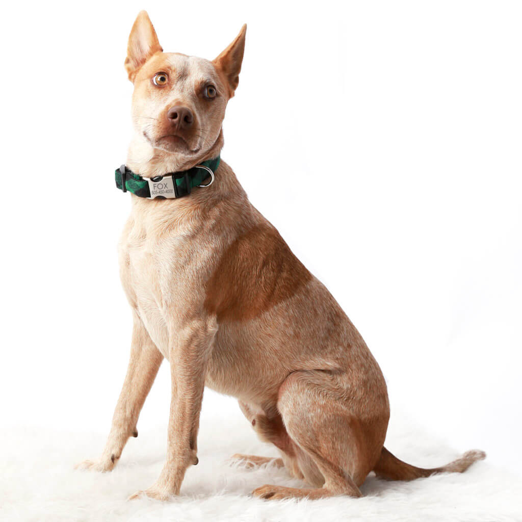 FOX Green Buffalo Plaid collar green flannel buffalo plaid dog collar