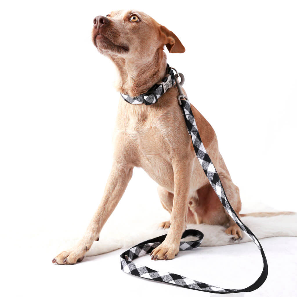 White Buffalo Plaid collar and leash with engraved buckle