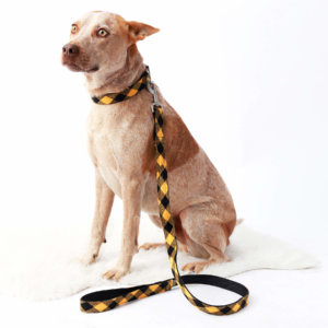 FOX Heeler YELLOW Buffalo Plaid dog collar and leash set custom