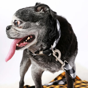 pug buffalo plaid dog white