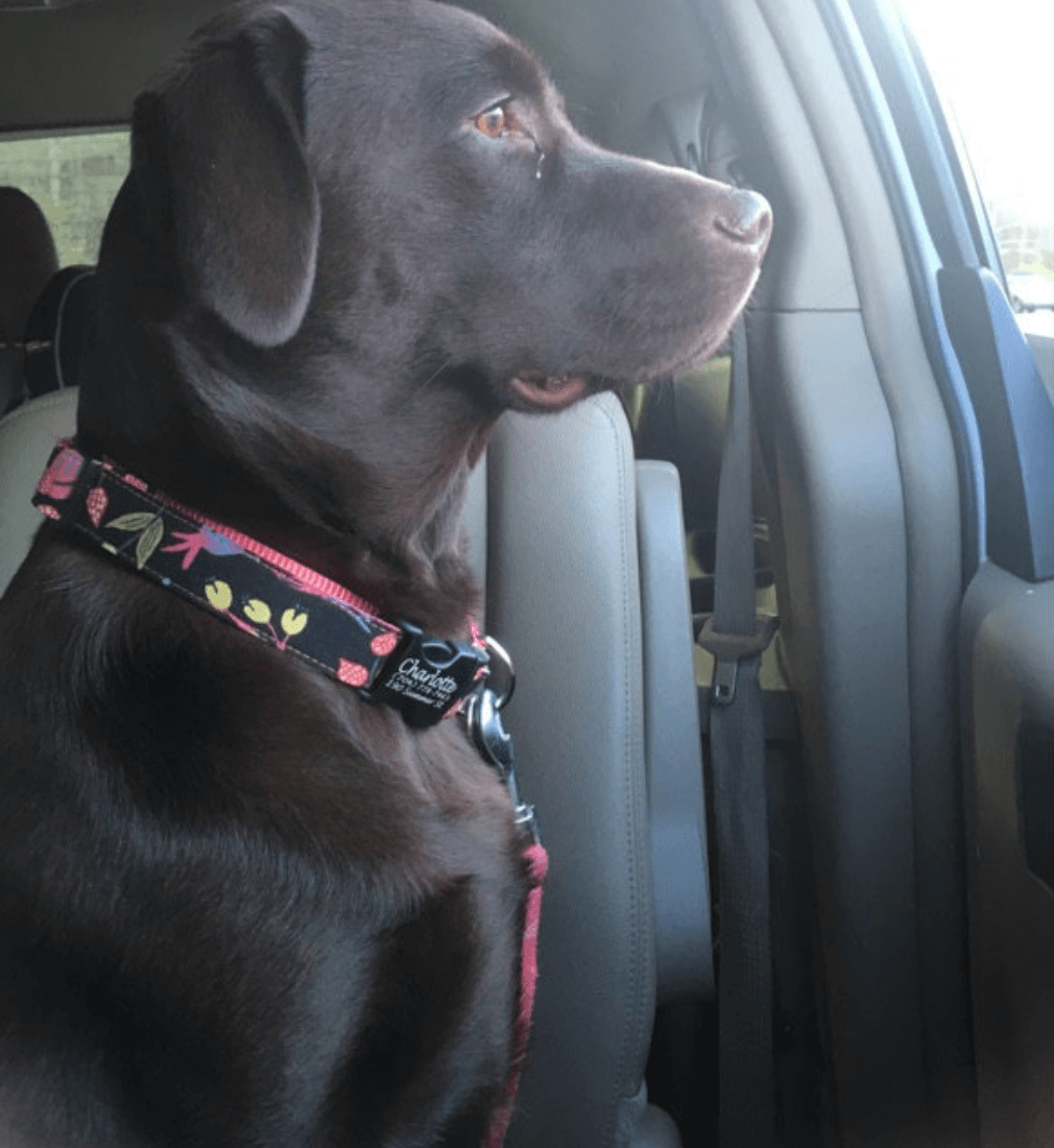 'Noir' Black & Floral Canvas Dog Collar Laser Engraved Buckle w