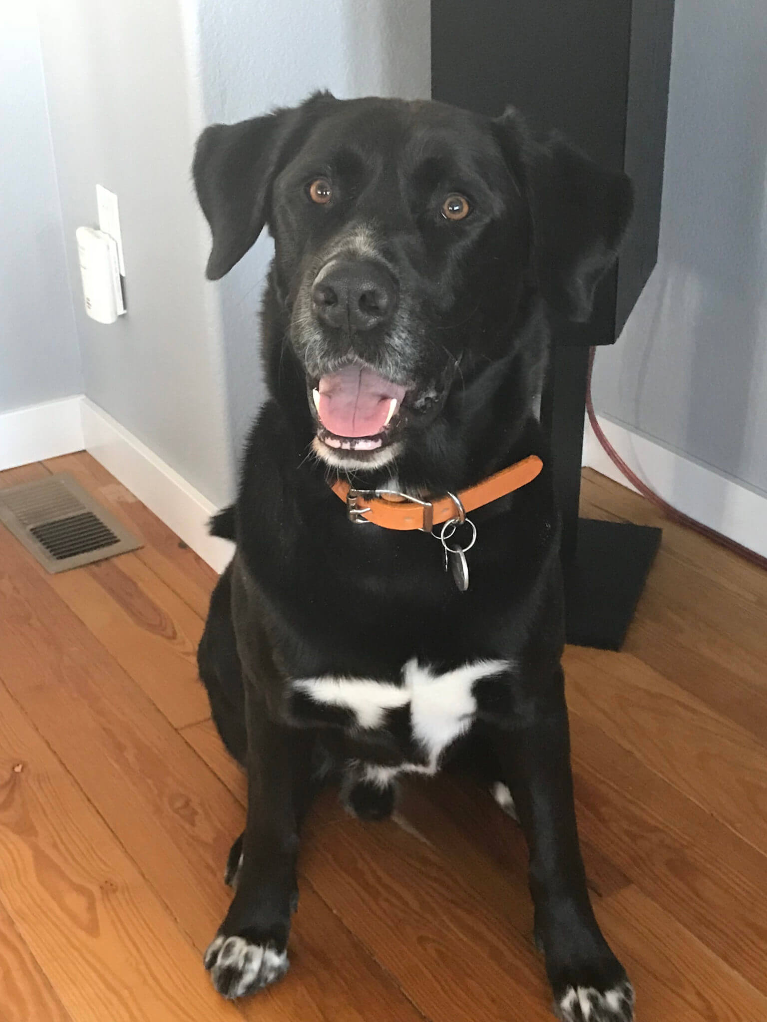 Best Collar Colors For Black Dogs [Photo Examples]