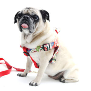 Frida laminated cotton dog harness mexican fold print on pug