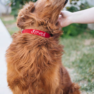 red loved valentine dog collar golden retriever