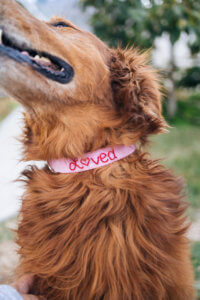 pink valentine dog collar golden retriever