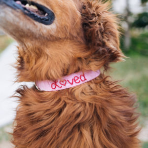 pink valentine dog collar golden retriever