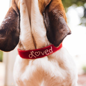 loved valentine dog collar