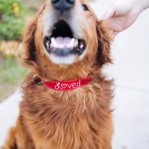 loved valentine dog collar golden retriever