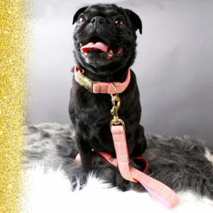 pug gold linen collar