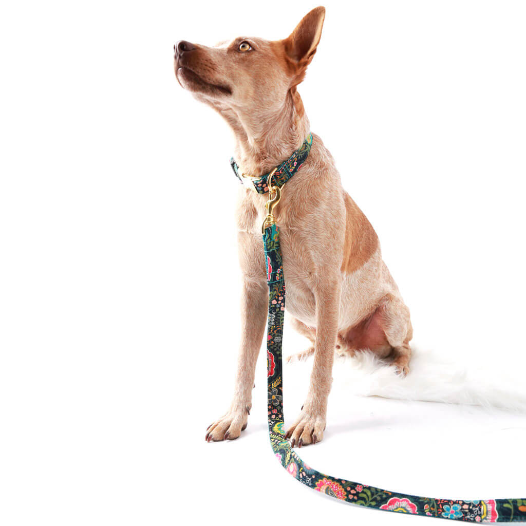 Fox Heeler Midge collar