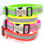 Neon Reflective Dog Collar with Engraved Buckle - 4 fluorescent colors
