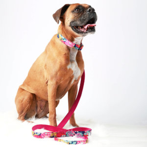 Boxer Dog COllar